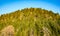 forest hillside in spring green