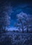 Forest in a hoar frost with majestic Milky Way