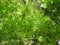 Forest horsetail in the shade of trees in summer. medicinal plant horsetail forest and field. Horsetail meadow view from above.