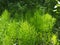 Forest horsetail in the shade of trees in summer. medicinal plant horsetail forest and field. Horsetail meadow view from above.