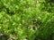 Forest horsetail in the shade of trees in summer. medicinal plant horsetail forest and field. Horsetail meadow view from above.