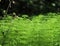 Forest horsetail on a sunny meadow