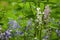 Forest hyacinths close-up