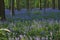 Forest hyacinths in the magical forest of Hallerbos.