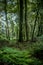 Forest interior, Sikkim, India