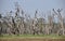 Forest of Ironwood Trees near Lake Nakuru