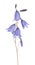 Forest isolated bellflower with four blue blooms and buds
