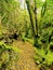 Forest on La Palma, Canary Islands