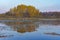 Forest lake in autumn, swans on a natural reservoir