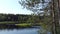 Forest lake behind the pine tree. water surface with ripples. sunny day