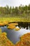 Forest lake on a bog