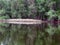 Forest lake, many trees, reeds. Reflection of trees in the water.