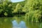 Forest lake in the mountains overgrown with weeping willows