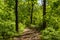 A forest and a lake in a picturesque corner of nature!