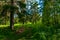 A forest and a lake in a picturesque corner of nature!