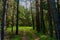 A forest and a lake in a picturesque corner of nature!