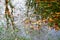 Forest lake with reflections of trees