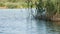 Forest lake scene, ripples on water, common reeds (Phragmites australis) waving by wind. Summer. No person.