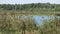 Forest lake scene, wind blows trees and common reeds (Phragmites australis). Summer day, clear sky. No person.