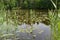 The forest lake which has grown with a yellow jug