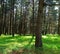 Forest land and emerging sunlight on the ground