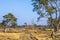 Forest landcape national park de Hoge Veluwe, Holland