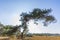 Forest landcape national park de Hoge Veluwe, Holland