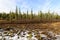 forest landscape in autumn in the Russian taiga