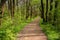 Forest landscape. Beautiful spring forest, forest path, wooden bridge and meadows bloom with squill at sunset. Ropotamo National P