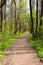 Forest landscape. Beautiful spring forest, forest path, wooden bridge and meadows bloom with squill at sunset. Ropotamo National P