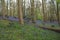 Forest landscape blue bells