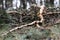 forest landscape, broken pine branch, after a storm in a pine forest