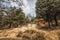 Forest landscape with a cabin on Cerro del Calvario, Metepec, State of Mexico