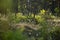 A forest landscape with cottongrass growing in the wet area of woodland.