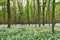 Forest landscape with floor covered by a blanket of green wild g