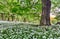 Forest landscape with floor covered by a blanket of green wild g