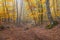 Forest landscape with fog in Crimean mountains