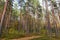 Forest landscape, footpath and pine trees