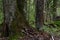 Forest landscape with a forked trunk of an old birch.