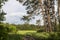 Forest landscape. Green glade surrounded by deciduous and coniferous trees