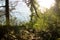 Forest landscape, green grass in the sun, plants in the sun, footpath in the Park