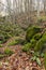 Forest landscape with greenish stones