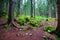 Forest landscape with high coniferous trees and mossy rocks, Durmitor National Park, Montenegro.