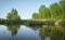 Forest landscape. Lake, reeds and trees against the blue sky.