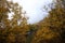 Forest landscape made of trees in autumn colors.