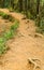 Forest landscape, mountain road Worlds End in Horton Plains National Park Sri Lanka.