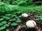Forest landscape mushrooms