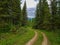 Forest landscape in nordland county Norway