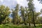 Forest landscape, Old trees in the floodplain forest near the Dniester river, Ukraine