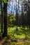 Forest landscape panorama view swamp trees forest